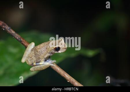 Ein kurznasige Laubfrosch (Dendropsophus Brevifrons) thront auf einem dünnen Ast in den Amazonas-Regenwald in Loreto, Peru Stockfoto