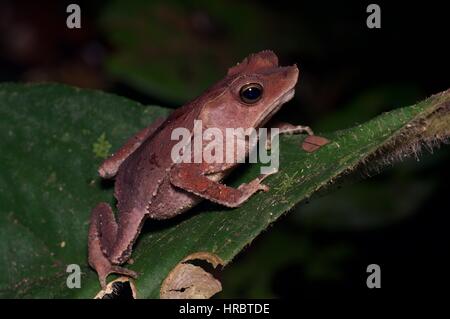 Eine südamerikanische gemeinsame Kröte (Schädlingsbekämpfer Margaritifera) im Amazonas-Regenwald in Loreto, Peru Stockfoto