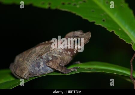 Eine südamerikanische gemeinsame Kröte (Schädlingsbekämpfer Margaritifera) auf einem Blatt im Amazonas-Regenwald in Loreto, Peru Stockfoto