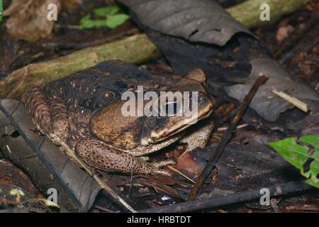 Eine Cane Toad (Schädlingsbekämpfer Marina) auf dem Waldboden Amazon in Loreto, Peru Stockfoto