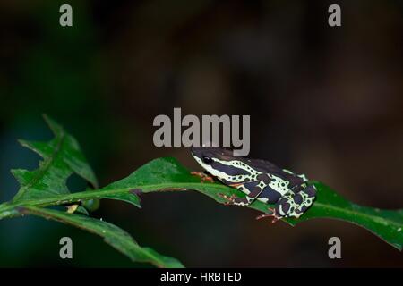 Ein Harlekin-Kröte (Atelopus Spumarius) schlafen in der Nacht auf einem Blatt im Amazonas-Regenwald in Loreto, Peru Stockfoto