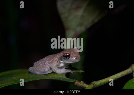 Ein junger geädert Milch Frosch (Trachycephalus Typhonius) thront im Amazonas Regenwald Laub in Loreto, Peru Stockfoto