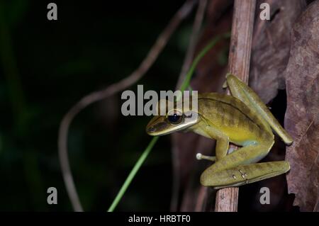 Eine Rakete Laubfrosch (Hypsiboas Lanciformis) thront in der Vegetation in den Amazonas-Regenwald in Loreto, Peru Stockfoto