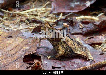 Eine südamerikanische gemeinsame Kröte (Schädlingsbekämpfer Margaritifera) im Amazonas-Regenwald in Loreto, Peru Stockfoto