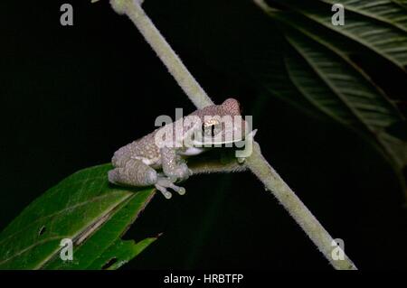 Ein junger geädert Milch Frosch (Trachycephalus Typhonius) thront im Amazonas Regenwald Laub in Loreto, Peru Stockfoto