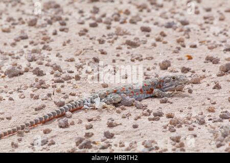 Eine Langnasen-Leopard Eidechse (Gambelia Wislizenii) hockte auf dem Wüstenboden am Mohawk Dünen, Yuma County, Arizona Stockfoto