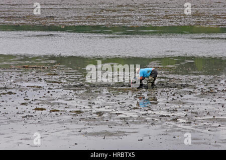 Wurm Digger Mann im Wattenmeer bei Ebbe Stonington Maine New England USA Stockfoto