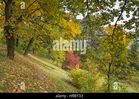 Herbst geht an einem trüben Tag, Petrin und Kinsky Parks, Prag, Tschechien, Zentraleuropa Stockfoto