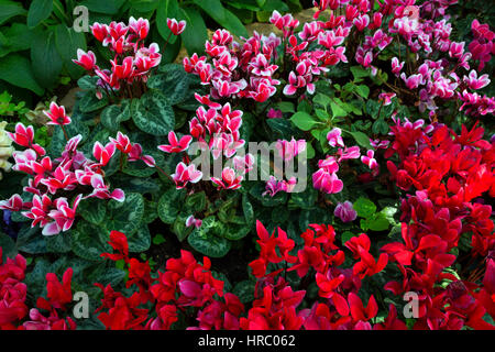 Natürlichen Blumen Hintergrund. Erstaunliche Natur oben Blick auf rosa und roten Cyclamen Blumen blühen im Garten unter Sonneneinstrahlung in der Mitte der Sommertag Stockfoto