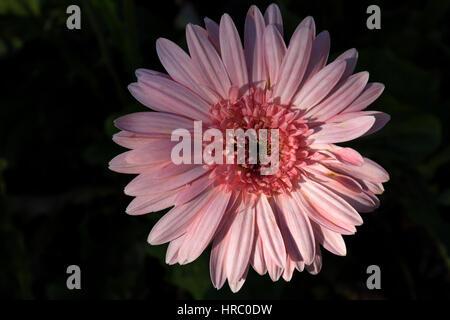 Rosa Gerbera Blüte nah oben dunkelgrünen Hintergrund anzeigen Stockfoto