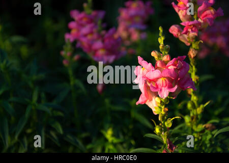 Nahaufnahme von rosa Kopf Antirrhinum Blume im sonnigen Licht floralen Hintergrundunschärfe im Schatten Stockfoto