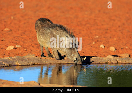 Warzenschwein, (Phacochoerus Aethiopicus), Erwachsener, Erwachsene, Wasser, trinken, trinken, Wasserloch, Tswalu Game Reserve, Kalahari, Northern Cape, Südafrika, Afr Stockfoto