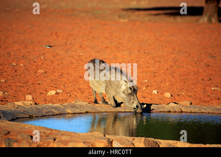 Warzenschwein, (Phacochoerus Aethiopicus), Erwachsener, Erwachsene, Wasser, trinken, trinken, Wasserloch, Tswalu Game Reserve, Kalahari, Northern Cape, Südafrika, Afr Stockfoto