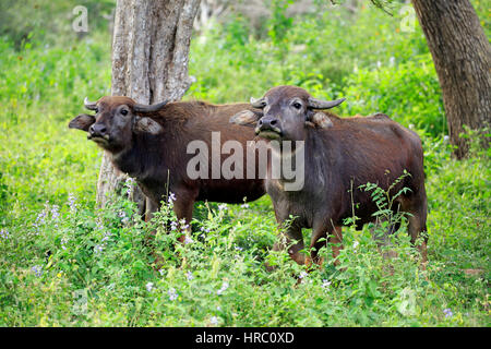 Wilde Wasserbüffel (Bubalus Arnee), zwei subadulte, Yala Nationalpark, Sri Lanka, Asien Stockfoto