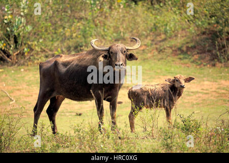 Wilde Wasserbüffel, (Bubalus Arnee), Weibchen mit jungen, Udawalawe Nationalpark, Sri Lanka, Asien Stockfoto