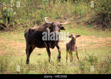 Wilde Wasserbüffel, (Bubalus Arnee), Weibchen mit jungen, Udawalawe Nationalpark, Sri Lanka, Asien Stockfoto