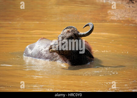 Wasserbüffel, (beispielsweise beispielsweise), Erwachsene im Wasser Baden, Bundala Nationalpark, Sri Lanka, Asien Stockfoto