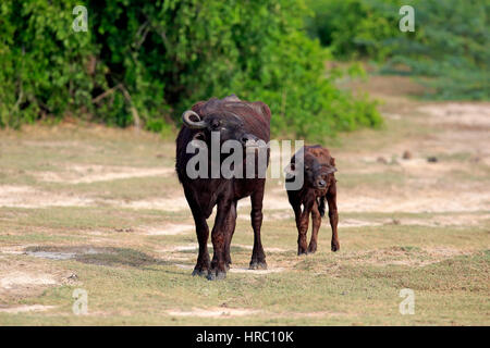 Wasserbüffel, (beispielsweise beispielsweise), Mutter mit jungen, Bundala Nationalpark, Sri Lanka, Asien Stockfoto