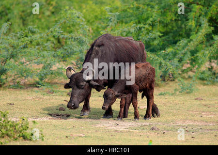 Wasserbüffel, (beispielsweise beispielsweise), Mutter mit jungen, Bundala Nationalpark, Sri Lanka, Asien Stockfoto