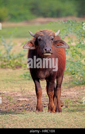 Wasserbüffel, (beispielsweise beispielsweise), jung, Kalb, Bundala Nationalpark, Sri Lanka, Asien Stockfoto