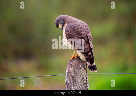 Straßenseitige Hawk, (Rupornis Magnirostris), Erwachsene auf Zweig, Pantanal, Mato Grosso, Brasilien, Südamerika Stockfoto