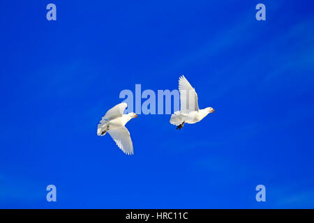 Verschneiten Scheidenschnabel (Chionis Alba), Antarktis, Brown zu bluffen, erwachsenes paar fliegen Stockfoto