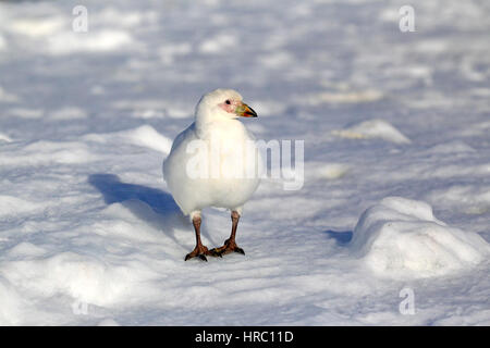 Verschneiten Scheidenschnabel (Chionis Alba), Antarktis, Brown zu bluffen, Erwachsene im Schnee Stockfoto