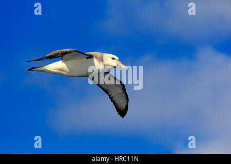 Schüchterner Albatros (Thalassarche Cauta) Erwachsenen fliegen, Kap der guten Hoffnung, Südafrika, Afrika Stockfoto