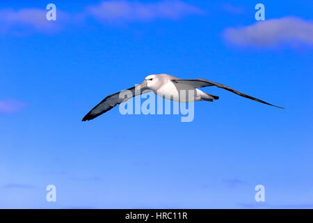 Schüchterner Albatros (Thalassarche Cauta) Erwachsenen fliegen, Kap der guten Hoffnung, Südafrika, Afrika Stockfoto