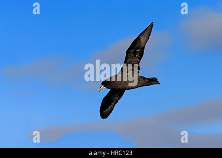 White-Chinned Petrel, (Procellaria Aequinoctialis), Erwachsenen fliegen, Kap der guten Hoffnung, Südafrika, Afrika Stockfoto