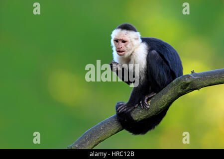 Weiße Throated Kapuziner, (Cebus Capucinus), Südamerika, Erwachsene auf Baum Stockfoto