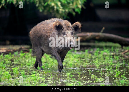 Wildschwein (Sus Scrofa), erwachsenes Weibchen am Wasser, Mannheim, Deutschland, Europa Stockfoto