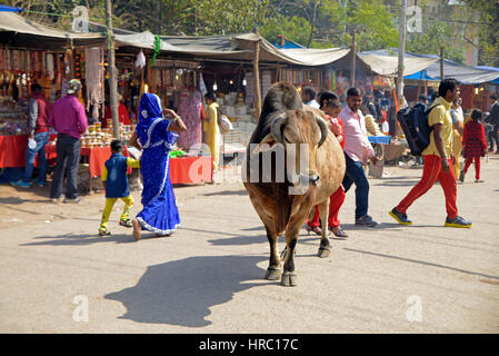 Heilige Kühe auf den Straßen von Haridwar Stockfoto