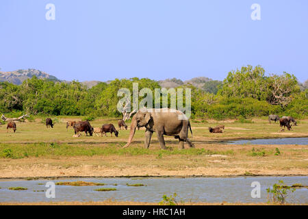 Landschaft im Yala-Nationalpark mit Sri Lanka Elefant, (Elephas Maximus Maximus), wilde Wasserbüffel (Bubalus Arnee), am Wasser, Yala Nationalpark, Stockfoto