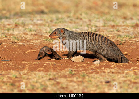 Zebramangusten, (Mungos Mungo), Erwachsene mit jung, Krüger Nationalpark, Südafrika, Afrika Stockfoto