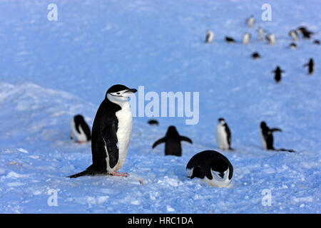 Kinnriemen Pinguin (Pygoscelis Antarctica), Antarktis, Brown zu bluffen, Gruppe von Erwachsenen im Schnee Stockfoto