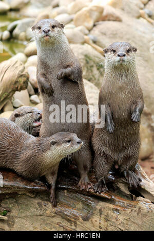 Orientalische kleine krallte Otter, (Amblonyx Cinerea), Erwachsene Gruppe, Asien Stockfoto