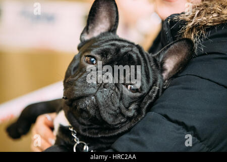 Junge schwarze französische Bulldogge Hund sitzt In Händen des Besitzers. Close Up Gesicht Schnauze Stockfoto