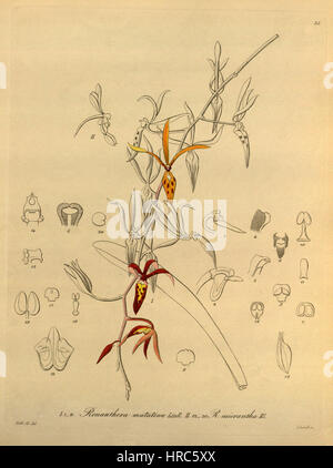 Renanthera Matutina - Renanthera Elongata (als Renanthera Micrantha) - Xenia Vol 1 pl 35 (1858) Stockfoto