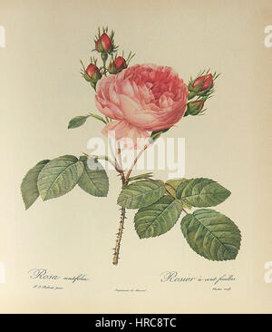 Rosa Centifolia 101 Stockfoto