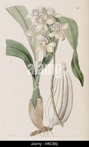 Eine Illustration aus dem Jahr 1844 aus Edwards's Botanical Register zeigt Prosthechea radiata, früher bekannt als Epidendrum radiatum, und zeigt seine unverwechselbaren floralen Merkmale. Stockfoto