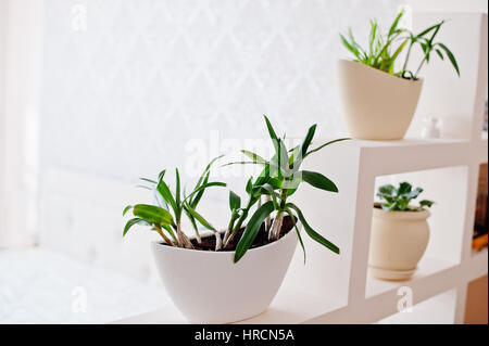 Haus Blumen in Töpfen shuttle Form auf dekorative Wand auf Lichtraum. Stockfoto