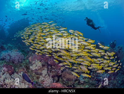 Junge weibliche Taucher schwimmt mit einer großen Schule Yellowtail Snapper Fische streaming über ein tropisches Korallenriff in Raja Ampat, Herz der Korallen Stockfoto