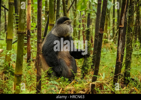 Ruandische goldene Affe sitzt mitten im Bambuswald, Ruanda Stockfoto