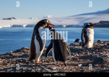 Gentoo Penguin Fütterung Küken, Meer und Berge im Hintergrund, Süd-Shetland-Inseln, Antarktis Stockfoto