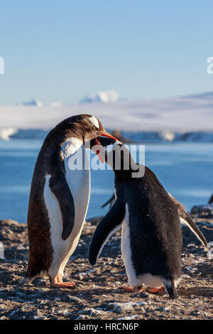 Gentoo Penguin Fütterung Küken, Meer und Berge im Hintergrund, Süd-Shetland-Inseln, Antarktis Stockfoto