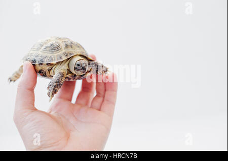 Asiatische Überland Schildkröte zur hand des Menschen, die isoliert auf weiss. Natur und menschlichen Konzept. Stockfoto