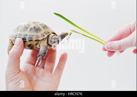 Asiatische Überland Schildkröte zur hand des Mannes und Schneeglöckchen isoliert auf weiss. Natur und menschlichen Konzept. Stockfoto