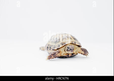 Kleine asiatische Land Schildkröte isoliert auf weiss. Stockfoto