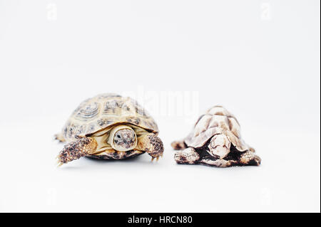 Kleine asiatische Land Schildkröte mit Steinstatue isoliert auf weiss. Stockfoto